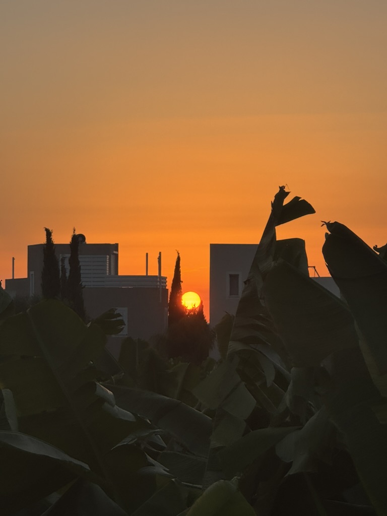 Banana plantation sunset